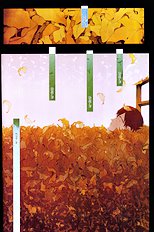 Okamax Ch. 'camellias' [okama] [ENG]