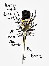 Kurokawa Otogi