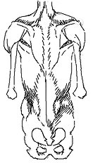 Obmas